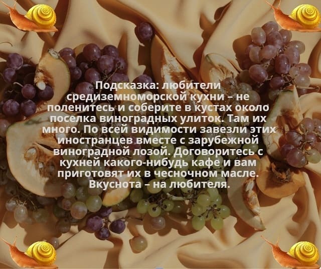 виноградные улитки как деликатес улитка